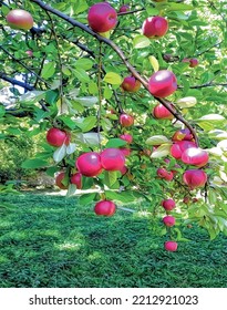 apples on a tree brenches with green leaves.