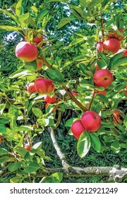 apples on a tree brenches with green leaves.
