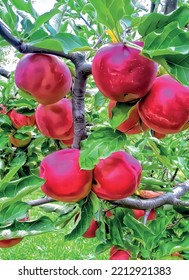 apples on a tree brenches with green leaves.