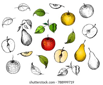 Apples and pears on a white background.Sketch ink.