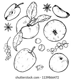 Apples set, fruit whole and cut into slices, berries and spices, black and white vector illustration