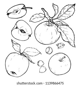 Äpfel-Set, Obst, ganz und in Scheiben geschnitten, Beeren und Gewürze, schwarz-weiße Vektorgrafik