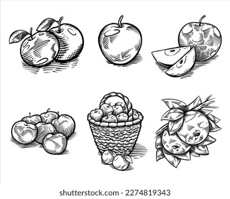 Apples set ink engravering vector illustration