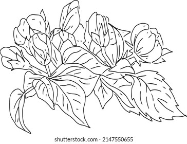 Apples set separately on a white background hand drawn branch fruit graphic line engraving flowers buds spring