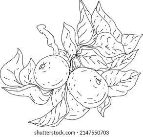 Apples set separately on a white background hand drawn branch fruit graphic line engraving flowers buds spring