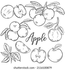 Apples sketch hand drawn set. Collection vintage engraving apples fruits whole, on branch and  half. Healthy organic food isolated vector illustration