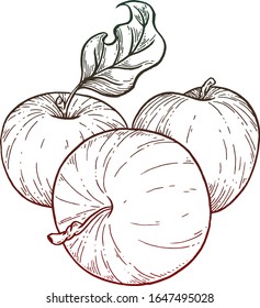 Apples. Vector graphics. Ink work.