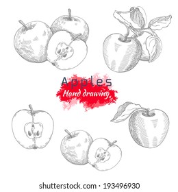 Apples, vector hand drawing