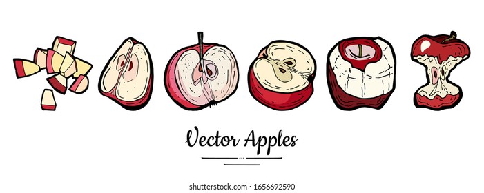 Apples vector isolated set. Half quarter cut chopped apples core. Red fruit hand drawn illustration. Trendy food vegetarian fruit logo. Sweet organic fruits illustration. Vector apple white background