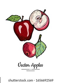 Conjunto aislado vectorial de manzanas. Manzanas enteras, medio cortadas, hojas. Ilustración dibujada a mano con frutas rojas. Logo de menú vegetariano a la moda. Dibujo de fruta ecológica dulce. Fondo blanco de manzana vectorial