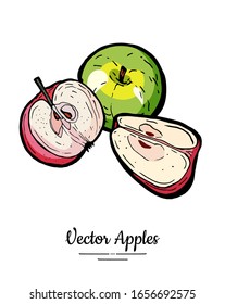 Apples vector isolated set. Whole, half, quarter cut apples. Red green fruit hand drawn illustration. Trendy food vegetarian menu fruit logo. Sweet organic illustration. Vector apple white background