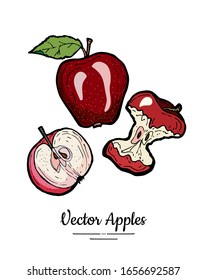 Apples vector isolated set. Whole half cut apples core leaf. Red fruit hand drawn illustration. Trendy food vegetarian menu fruit logo. Sweet organic fruit illustration. Vector apple white background