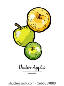 Apples vector isolated. Whole apples. Yellow green fruits hand drawn illustration. Trendy food vegetarian menu logo icon. Sweet organic fruit illustration. Natural apples isolated white background.