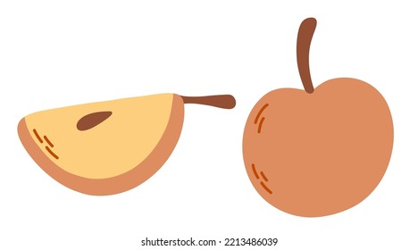 Apples: whole and half. Vector isolated illustratuin. Autumn harvest.