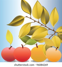 Apples and yellow branch. Vector illustration