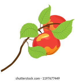 Apple-tree branch with two red apples. Vector illustration. Isolated object on white background. Elements for design of Thanksgiving Day, on fall theme.