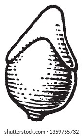 Se aplica a hojas de hojas que envuelven o tienen alas alrededor del stem o del pecíolo y se extienden a lo largo del tallo.Y su forma es una corona en forma de cono, dibujo vintage de línea o ilustración de grabado.