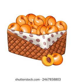 Apricot Basket. Basket of fruits vector illustration. Organic design concept. Hand Drawn Vector fruits collection. Basket with fruits. Farm products.