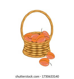 Apricot in basket wicker with a vine. Orange fruit art design elements object isolated stock vector illustration for web, for print