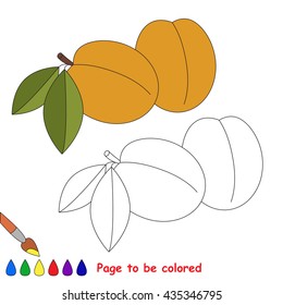 Apricot to be colored. Coloring book to educate kids. Learn colors. Visual educational game. Easy kid gaming and primary education. Simple level of difficulty. Coloring pages.