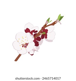 Apricot blooming tree branch. Apricot blossom flowers. Flat vector spring flowers.	