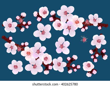 apricot blossom
