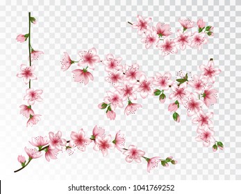 Apricot blossom branches set vector illustration. Blooming twigs isolated, springtime tree flower blossoms floral design. Gentle spring flowering trees branches vector collection.