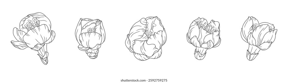 Apricot blossom buds in a graceful thin line in different corners or angles. Outline of Japanese sakura flowers beginning to bloom. Hand drawn sketch of cherry. Vector illustration