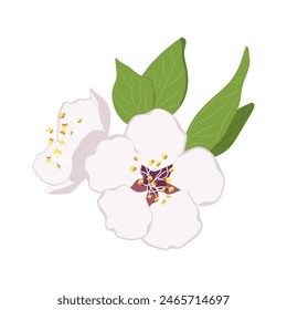 Apricot blossom flowers. Flat vector spring flowers.	