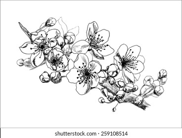 Apricot blossom. Hand drawing