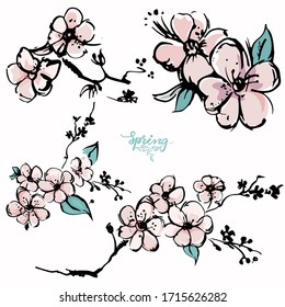 Apricot blossom hand drawn sketch, Vector illustration