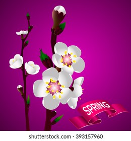 Apricot blossom Spring Vector Illustration