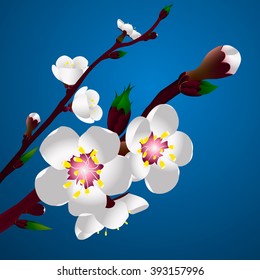 Apricot blossom Vector Illustration