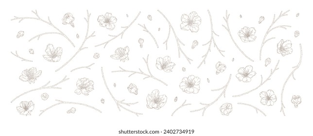 Apricot blossoms and branches set isolated on white background. Hand drawn cherry blossom, outline flowers, buds, and twigs in modern line art style. Vector illustration