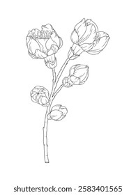 Apricot blossoms and buds, beautiful branch in graceful thin line. Japanese spring sakura flowers, outline. Hand drawn sketch of cherry, plum, or peach blossom. Vector illustration