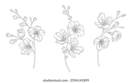 Apricot blossoms, set of beautiful branches in graceful thin line. Japanese sakura flowers outline. Hand drawn sketch of cherry blossom branch. Vector illustration
