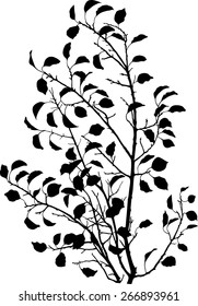 Apricot branch