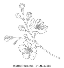 Apricot branch with blossom flowers and buds, vector illustration. Sketch of spring fruit tree blooming branch, line art style