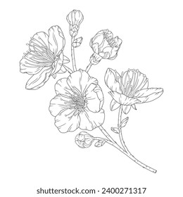 Apricot branch with blossom flowers and buds, vector illustration. Sketch of spring fruit tree blooming branch, line art style