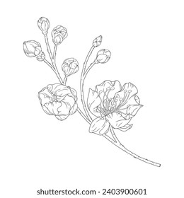 Apricot branch with blossom flowers and buds, vector illustration. Sketch of spring fruit tree blooming branch, line art style