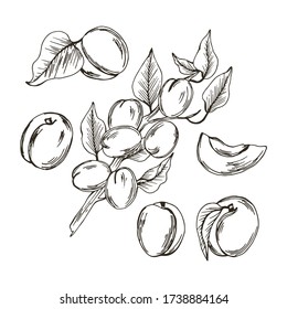 Apricot Branch with Drupe Fruit Hanging Similar to a Small Peach with Leaf Vector Illustration. Garden Ripe Berry for Eating