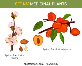 Apricot branch with flowers and ripe fruits cross-section. Medicinal plant with kernel. Bloom on tree twig. May be used for schoolbook or medical textbook, cultivation book and botany illustration