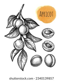 Apricot branch and fruits. Hand drawn ink illustration isolated on white background. Vintage style.