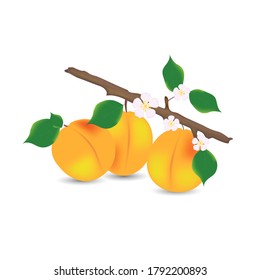 Apricot branch with ripe fruits, green leaves and flowers on a white background. Bright composition. Design element for various purposes.