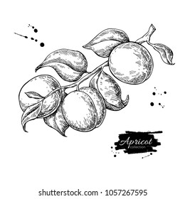 Apricot branch vector drawing. Hand drawn isolated fruit. Summer food engraved style illustration. Detailed vintage botanical sketch. Great for label, poster, print, menu