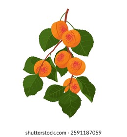 Apricot branches. Summer fruits, vitamins. Trendy Vector illustration for labels, menus, posters, or others