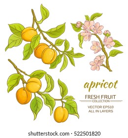apricot branches vector set on white background
