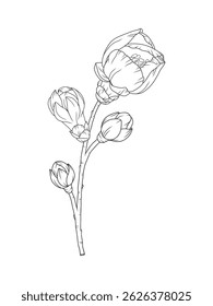 Botões de damasco, belo ramo em linha fina graciosa. Flores de sakura de primavera japonesas, contorno. Esboço desenhado à mão de flor de cereja, ameixa ou pêssego. Ilustração vetorial