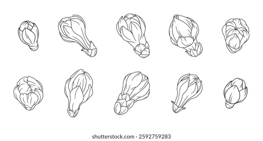 Apricot buds set in a graceful thin line. Sketch of cherry blossoms hand drawn. Outline of Japanese sakura flowers, black color. Vector illustration