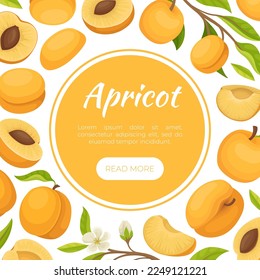 Apricot Card Design with Ripe Fruit Vector Template